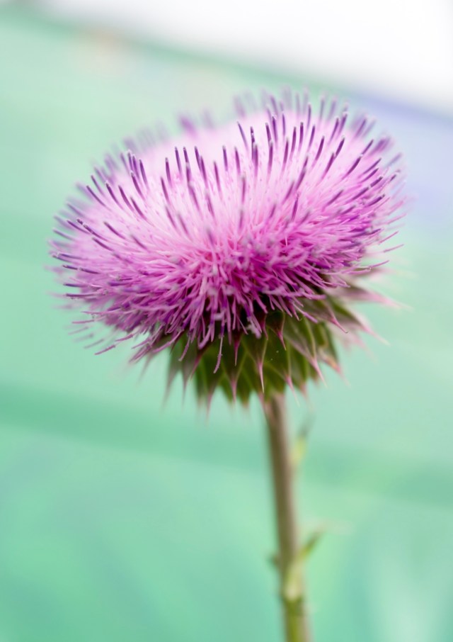 Milk Thistle